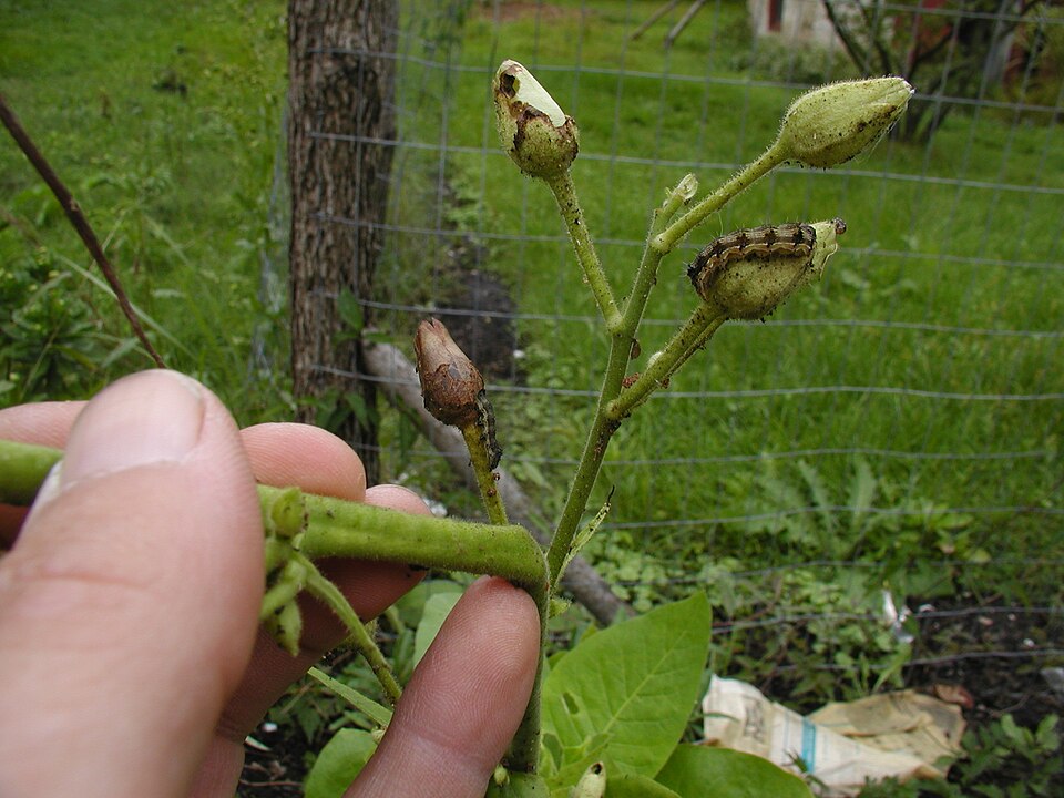 Nicotiana sylvestris (fragrant tobacco nightshade) (alternate view 8)
