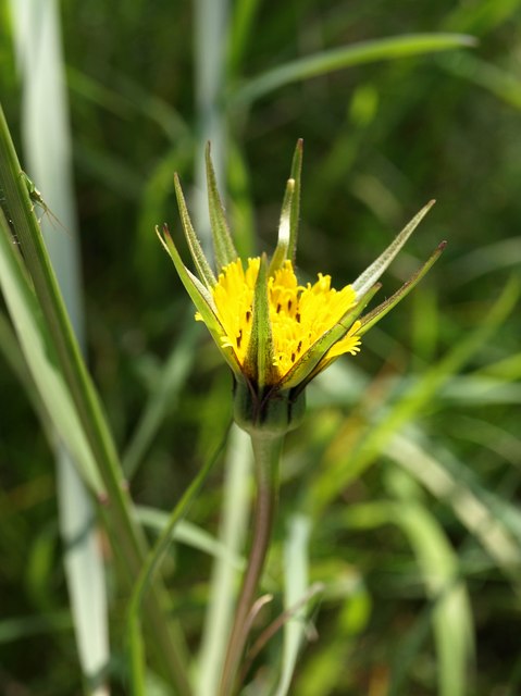 Tragopogon pratensis (meadow salsify)