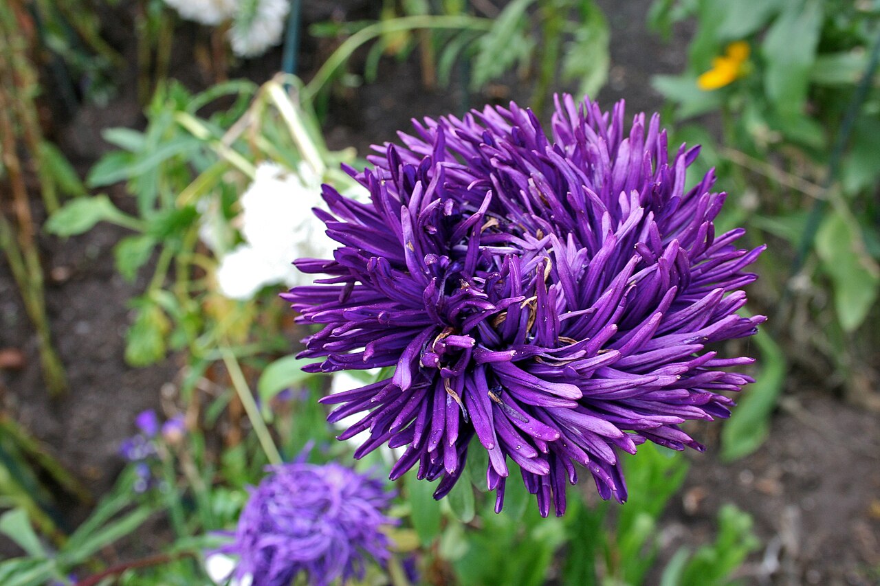 Callistephus chinensis, China aster — upright deciduous (Asteraceae) (image 10 of 10)