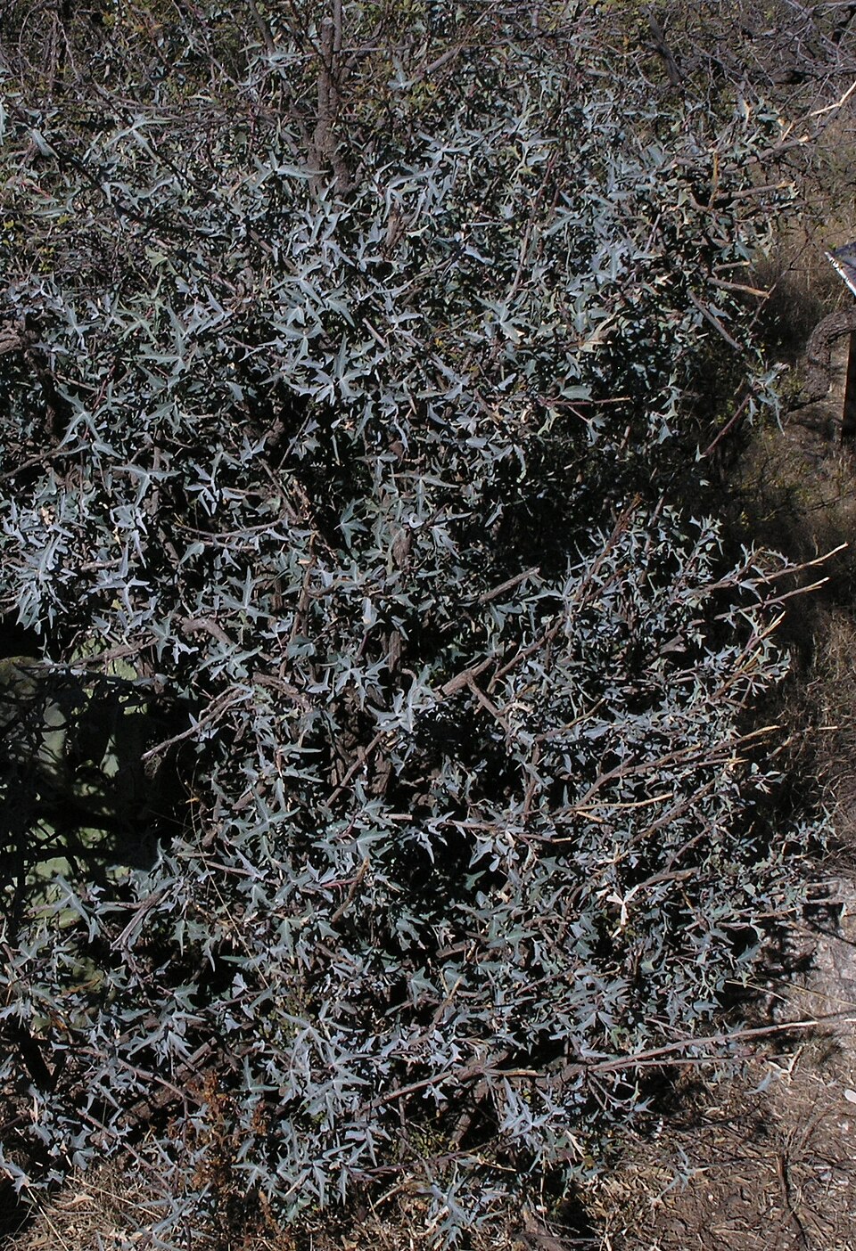 Berberis trifoliolata (Agarita) (alternate view 5)