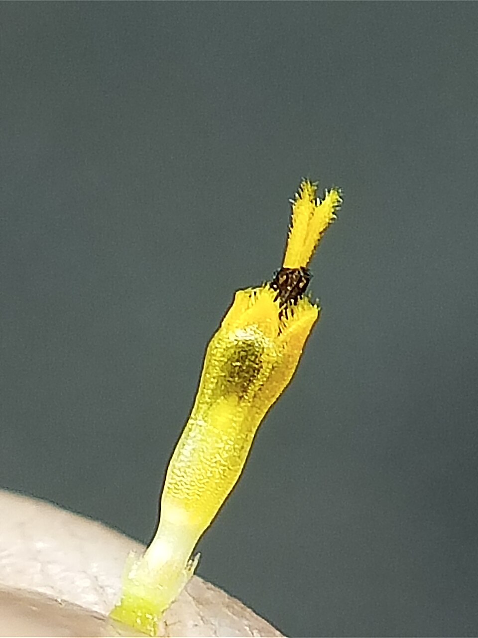 Sphagneticola