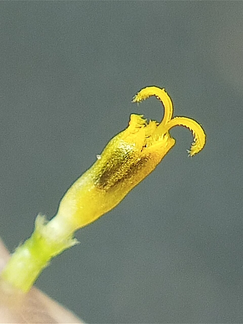 Sphagneticola (alternate view 2)