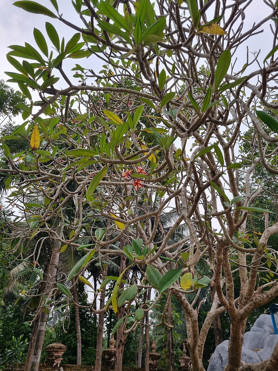Plumeria (Frangipani Trees) (alternate view 7)