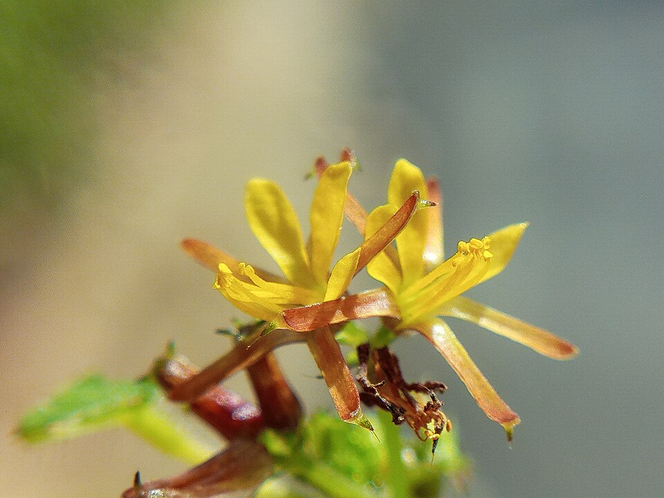 Triumfetta (Burweeds) (alternate view 2)