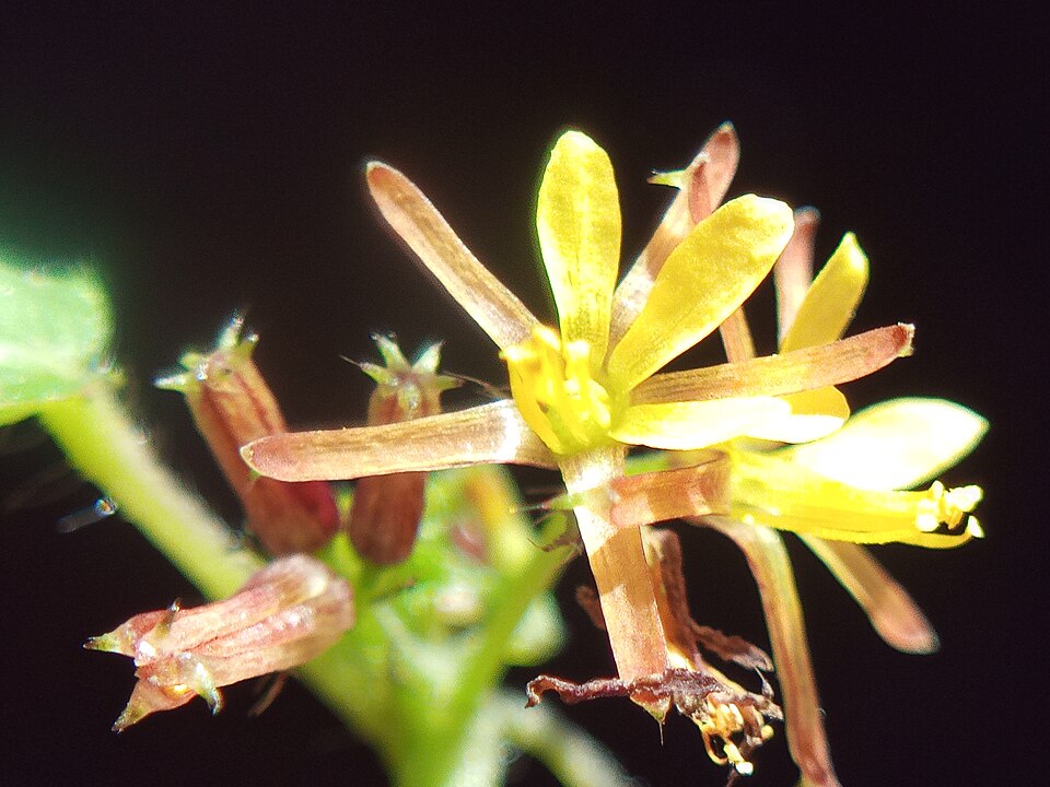 Triumfetta (Burweeds) (alternate view 3)