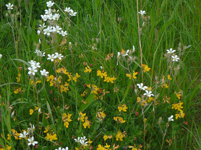 Saxifraga granulata (Meadow Saxifrage)