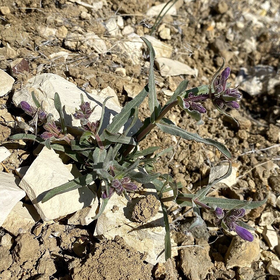 Penstemon (beardtongues) (alternate view 4)