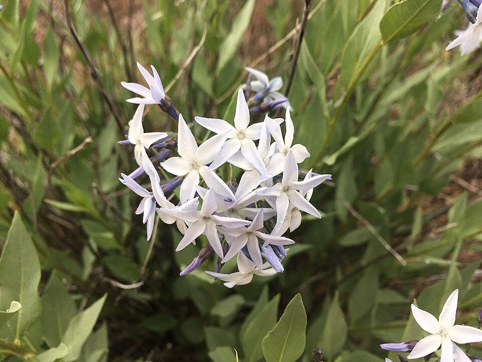 Amsonia (bluestars) (alternate view 2)