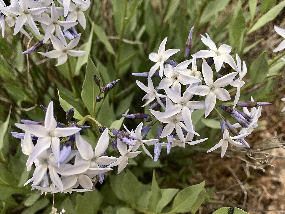 Amsonia (bluestars) (alternate view 3)
