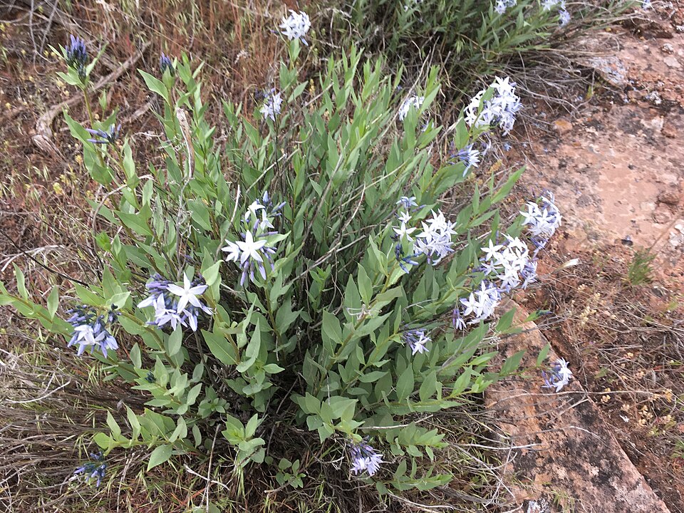 Amsonia (bluestars) (alternate view 4)