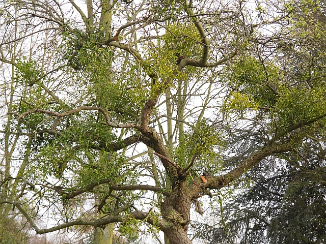 Viscum album (European mistletoe)