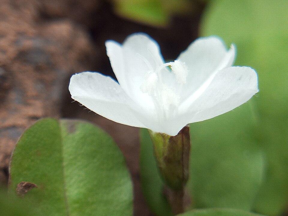 Evolvulus (alternate view 3)