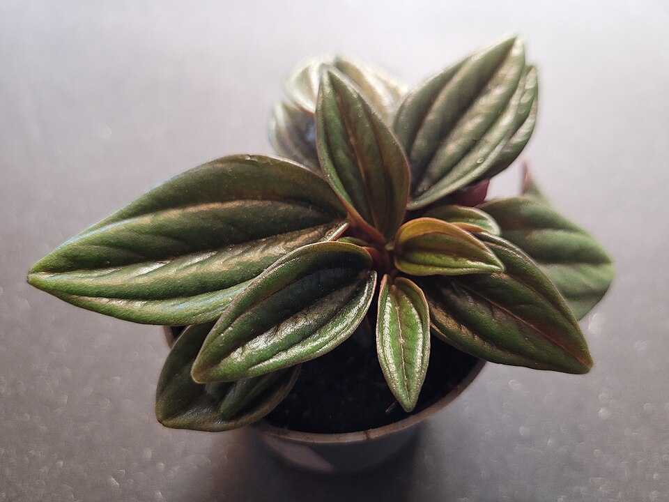 Peperomia caperata 'Rosso' (Rosso Peperomia) (alternate view 2)
