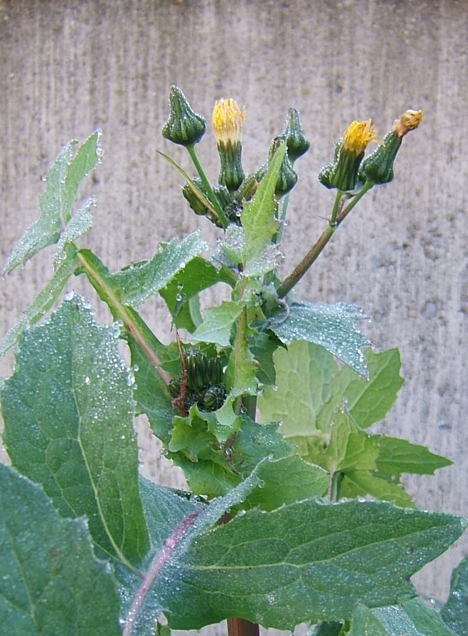 Sonchus oleraceus (annual sow thistle) (alternate view 6)