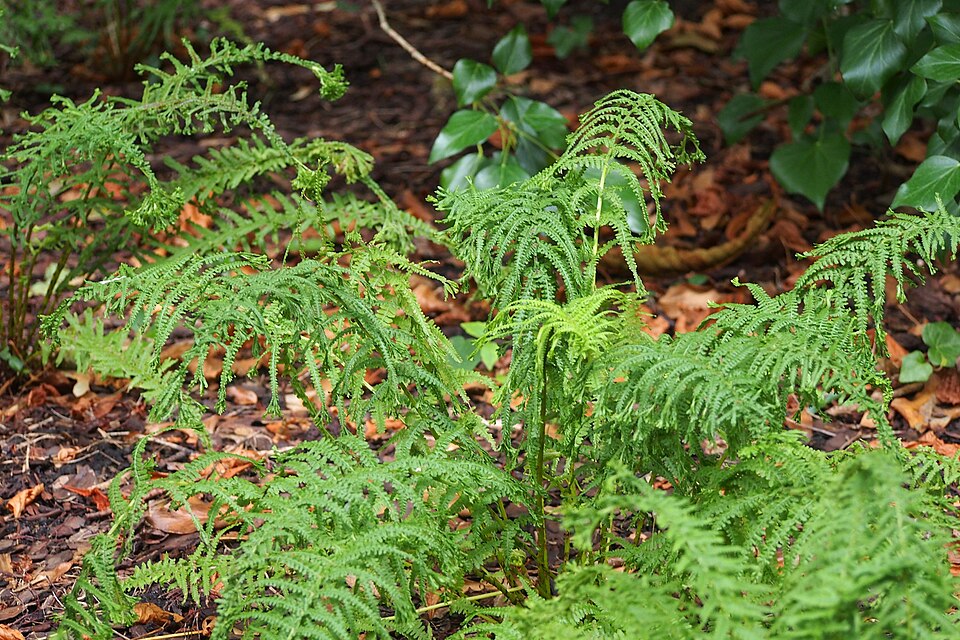 Athyrium filix-femina 'Victoriae' (Victoria Lady Fern) (alternate view 4)