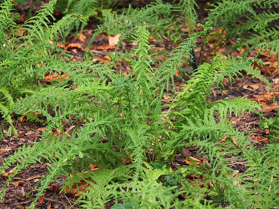 Athyrium filix-femina 'Victoriae' (Victoria Lady Fern) (alternate view 5)