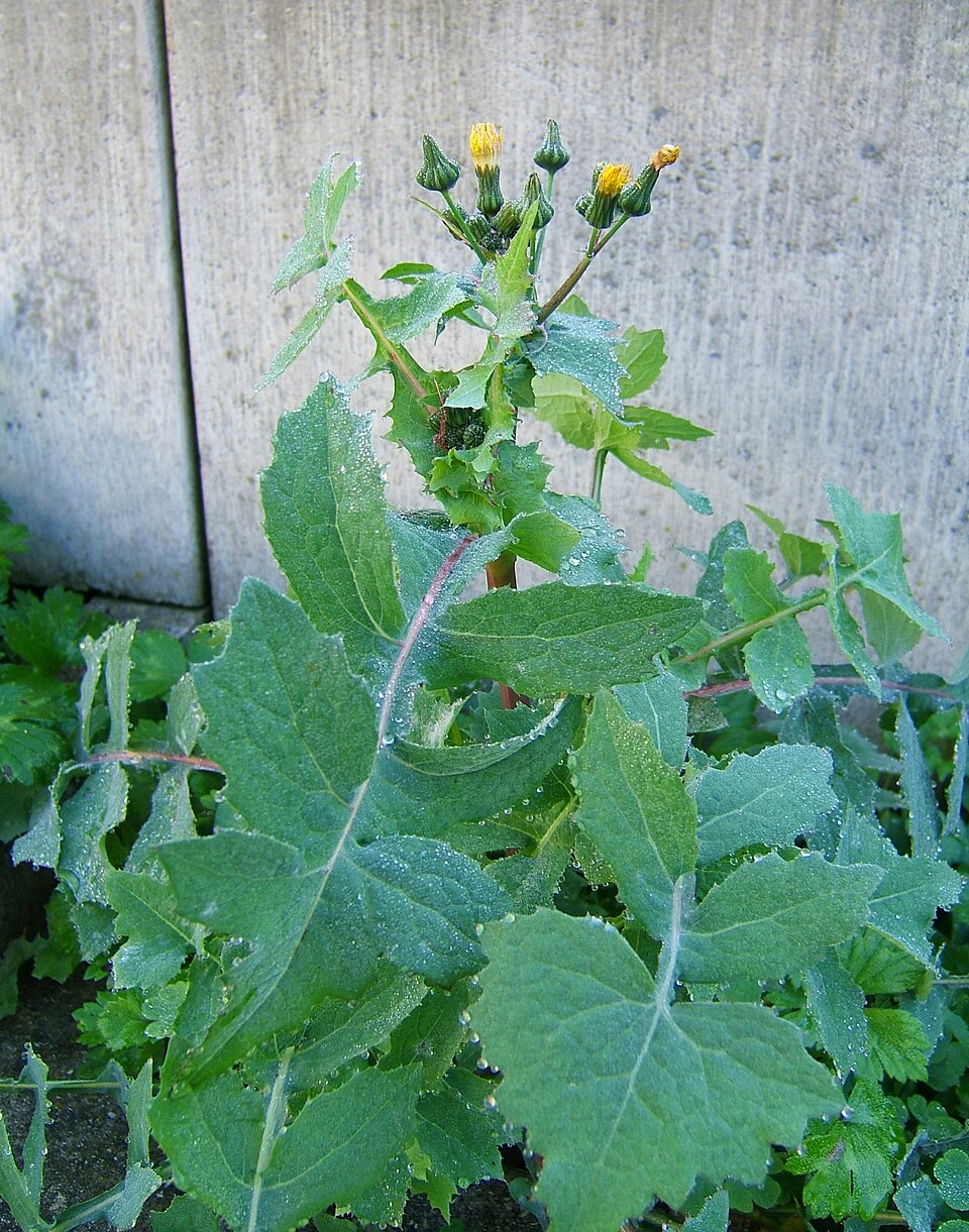 Sonchus oleraceus (annual sow thistle) (alternate view 7)