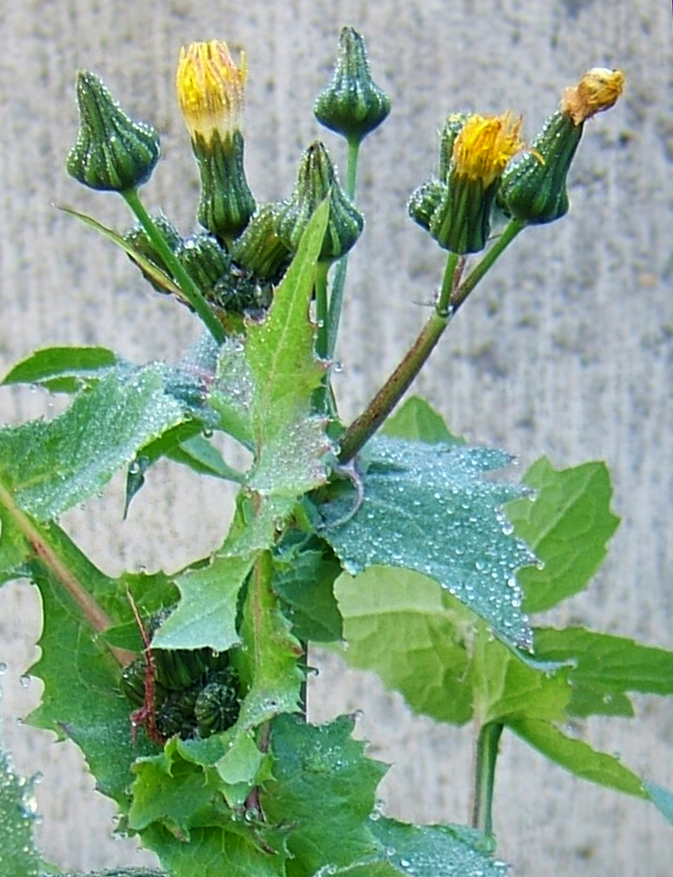 Sonchus oleraceus (annual sow thistle) (alternate view 8)