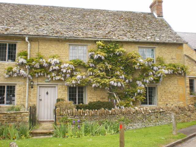 Wisteria sinensis (Chinese wisteria) (alternate view 9)