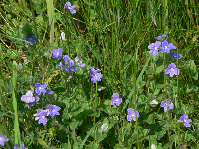 Veronica chamaedrys (Germander Speedwell)