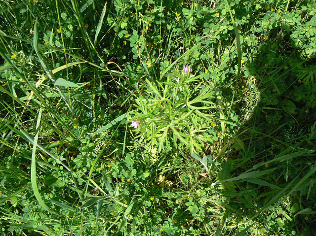 Geranium dissectum (Cut-leaved crane's-bill)