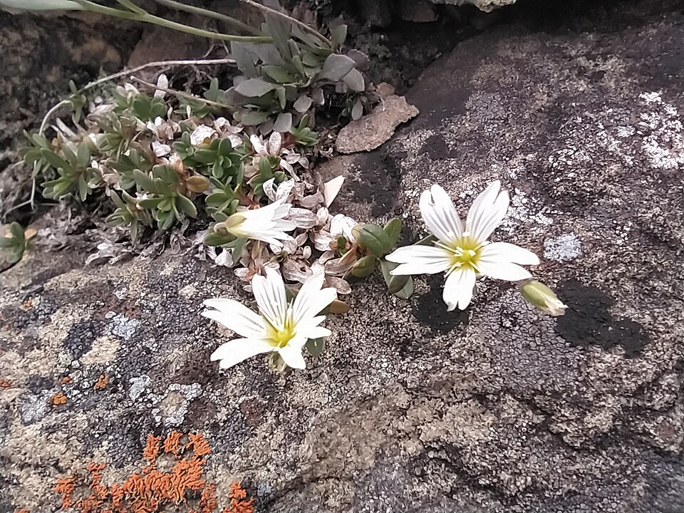 Cerastium (Mouse-ear Chickweeds) (alternate view 12)