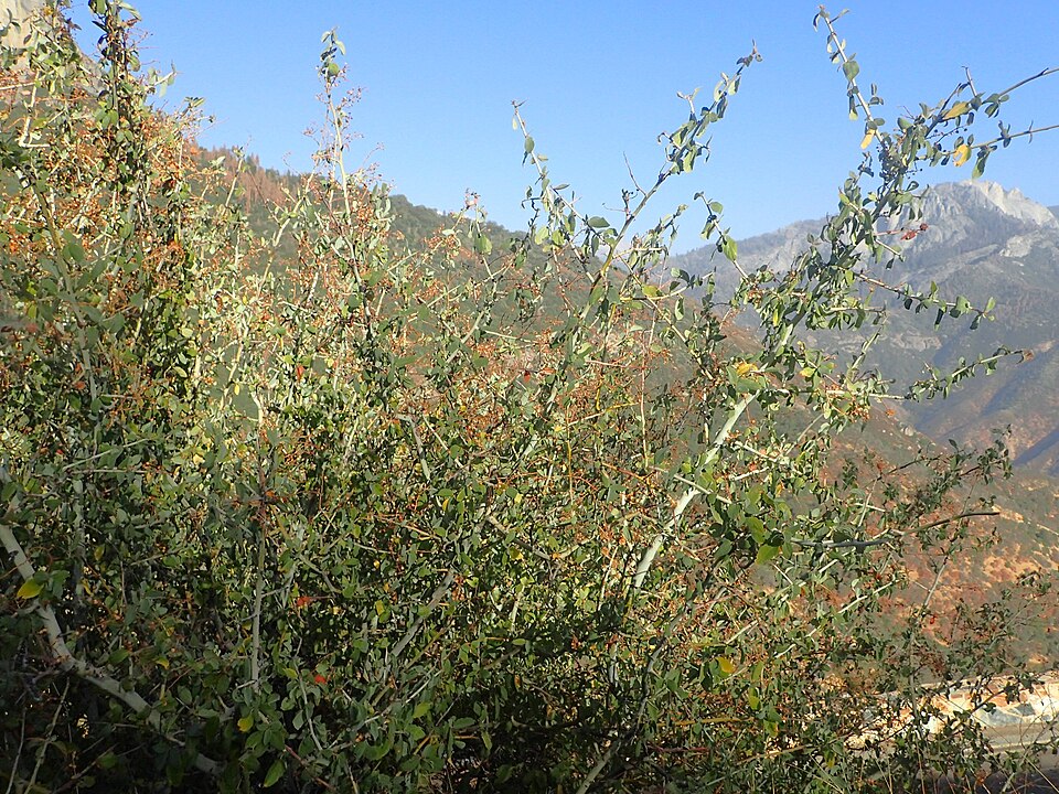 Ceanothus leucodermis (chaparral whitethorn) (alternate view 9)