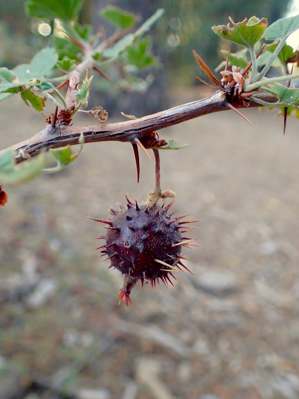 Ribes roezlii (Sierra Gooseberry) (alternate view 8)