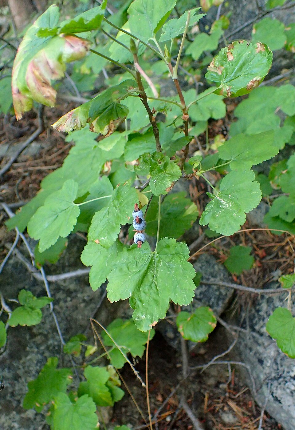 Ribes nevadense (mountain pink currant) (alternate view 6)