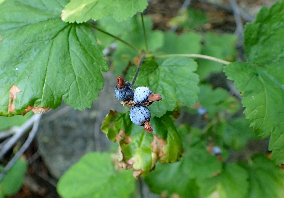 Ribes nevadense (mountain pink currant) (alternate view 7)