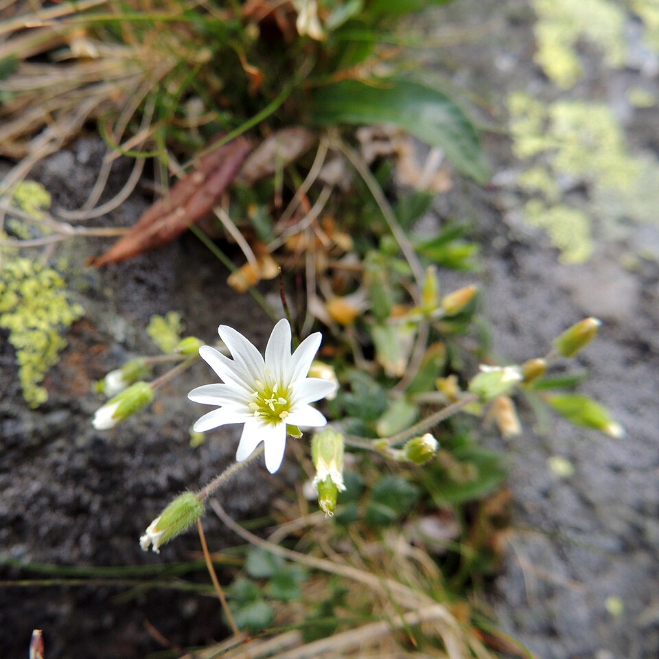 Cerastium (Mouse-ear Chickweeds) (alternate view 13)