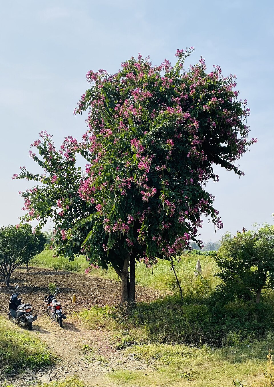 Bauhinia (Orchid Trees) (alternate view 2)