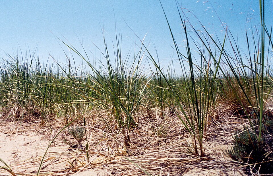 Calamagrostis breviligulata (American marram grass) (alternate view 6)