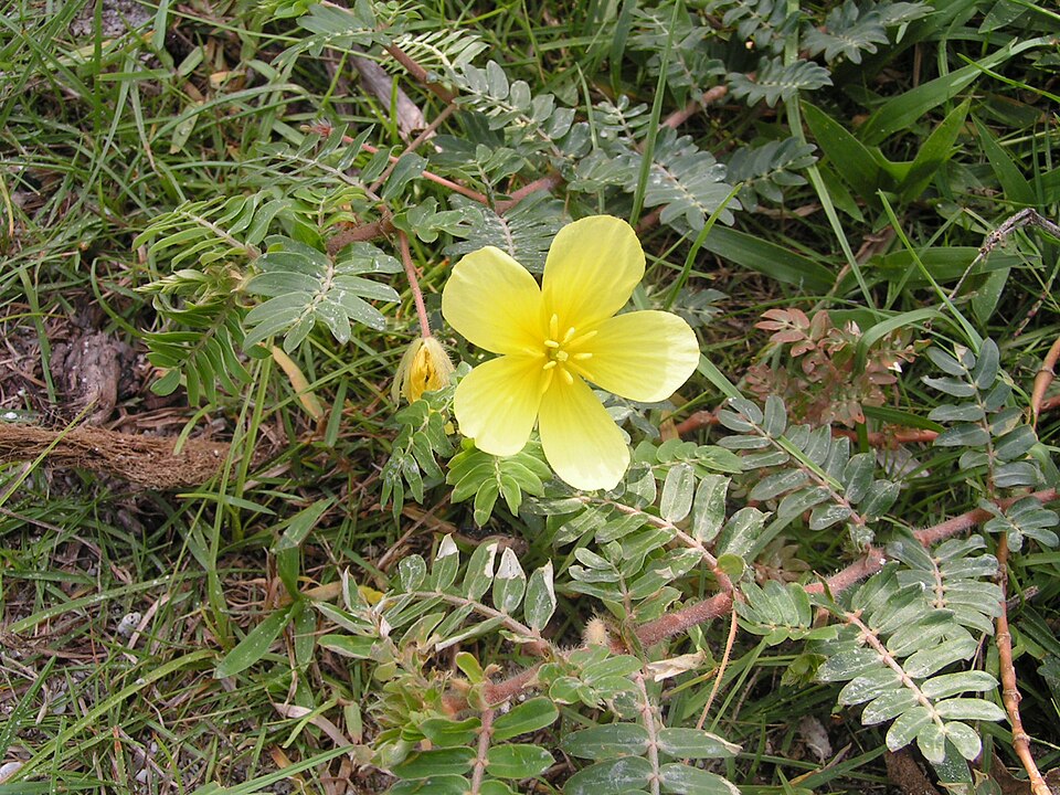 Tribulus (Devil Thorns)