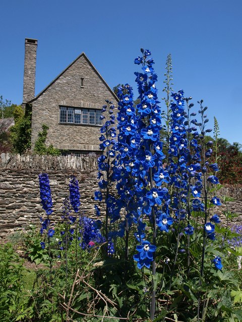 Delphinium elatum, Candle larkspur — upright deciduous (Ranunculaceae) (image 9 of 9)