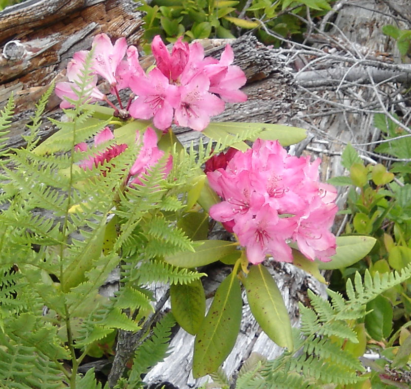 Rhododendron macrophyllum (Pacific Rhododendron) (alternate view 8)