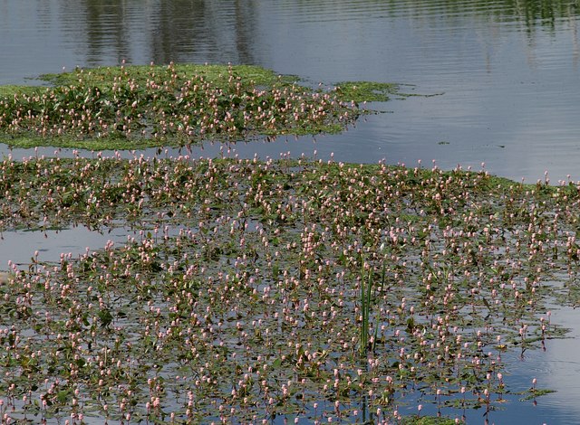 Persicaria amphibia (water smartweed)