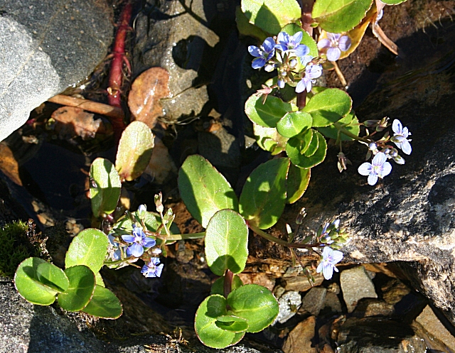 Veronica beccabunga (Brooklime)