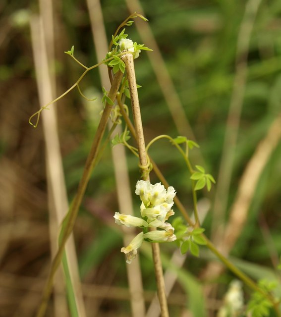 Ceratocapnos claviculata (Climbing Corydalis)