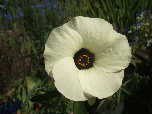 Hibiscus trionum (flower-of-an-hour) (alternate view 10)