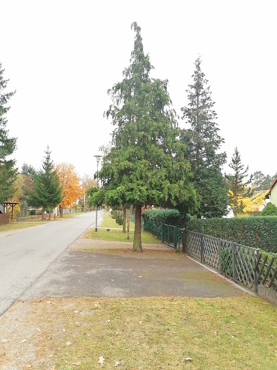 Chamaecyparis lawsoniana 'Glauca' (Blue Lawson Cypress) (alternate view 4)