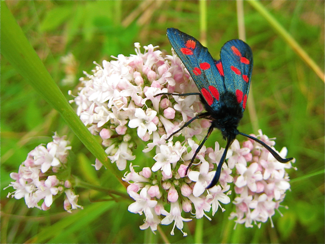 Valeriana (valerians) (alternate view 11)
