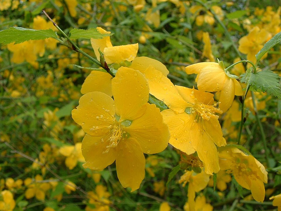 Kerria japonica (Japanese kerria) (alternate view 8)
