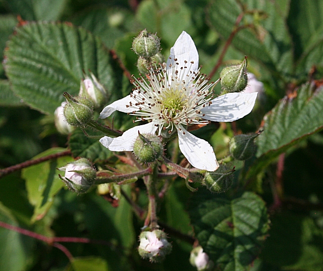 Rubus fruticosus (alternate view 11)