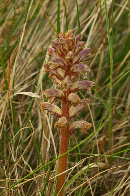 Orobanche minor (Common Broomrape)