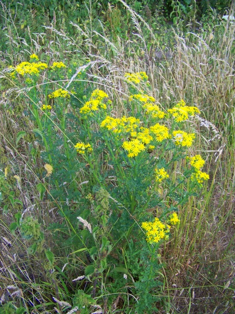 Jacobaea vulgaris (tansy ragwort)