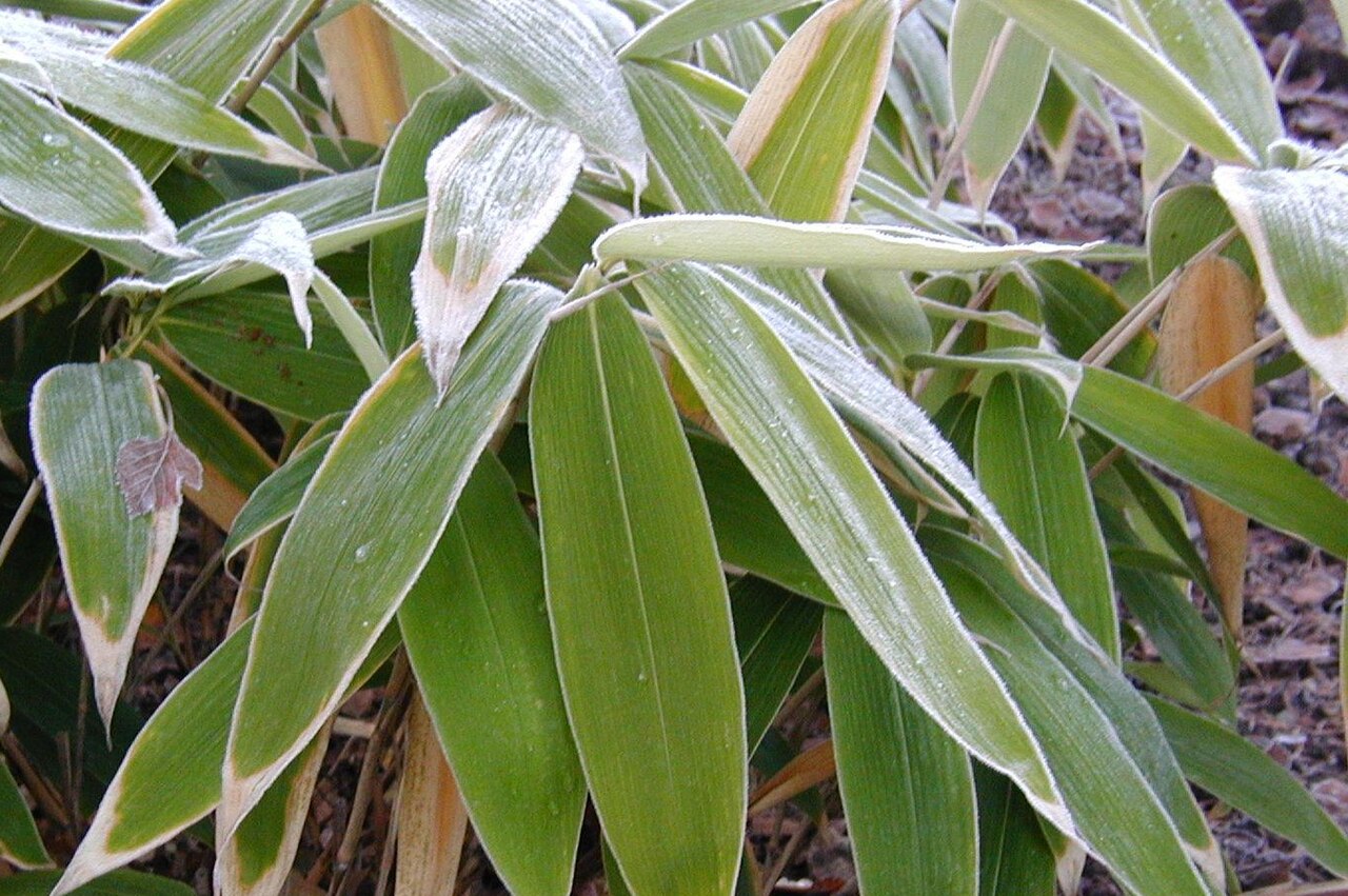 Sasa palmata, Broadleaf bamboo — spreading evergreen (Poaceae) (image 1 of 9)