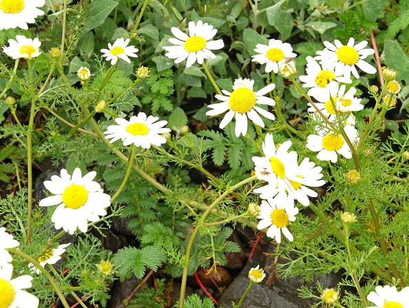 Tripleurospermum maritimum (Sea Mayweed)
