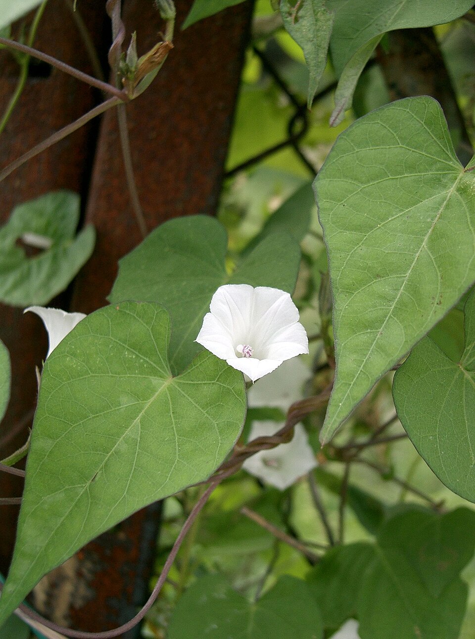 Ipomoea lacunosa (White Morning-glory) (alternate view 6)