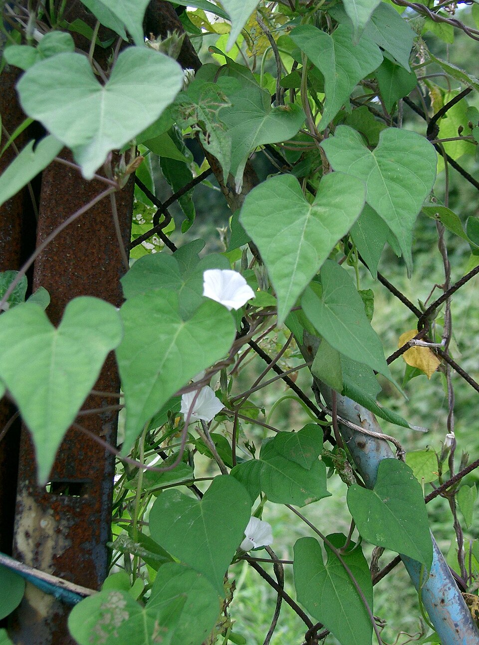 Ipomoea lacunosa (White Morning-glory) (alternate view 7)